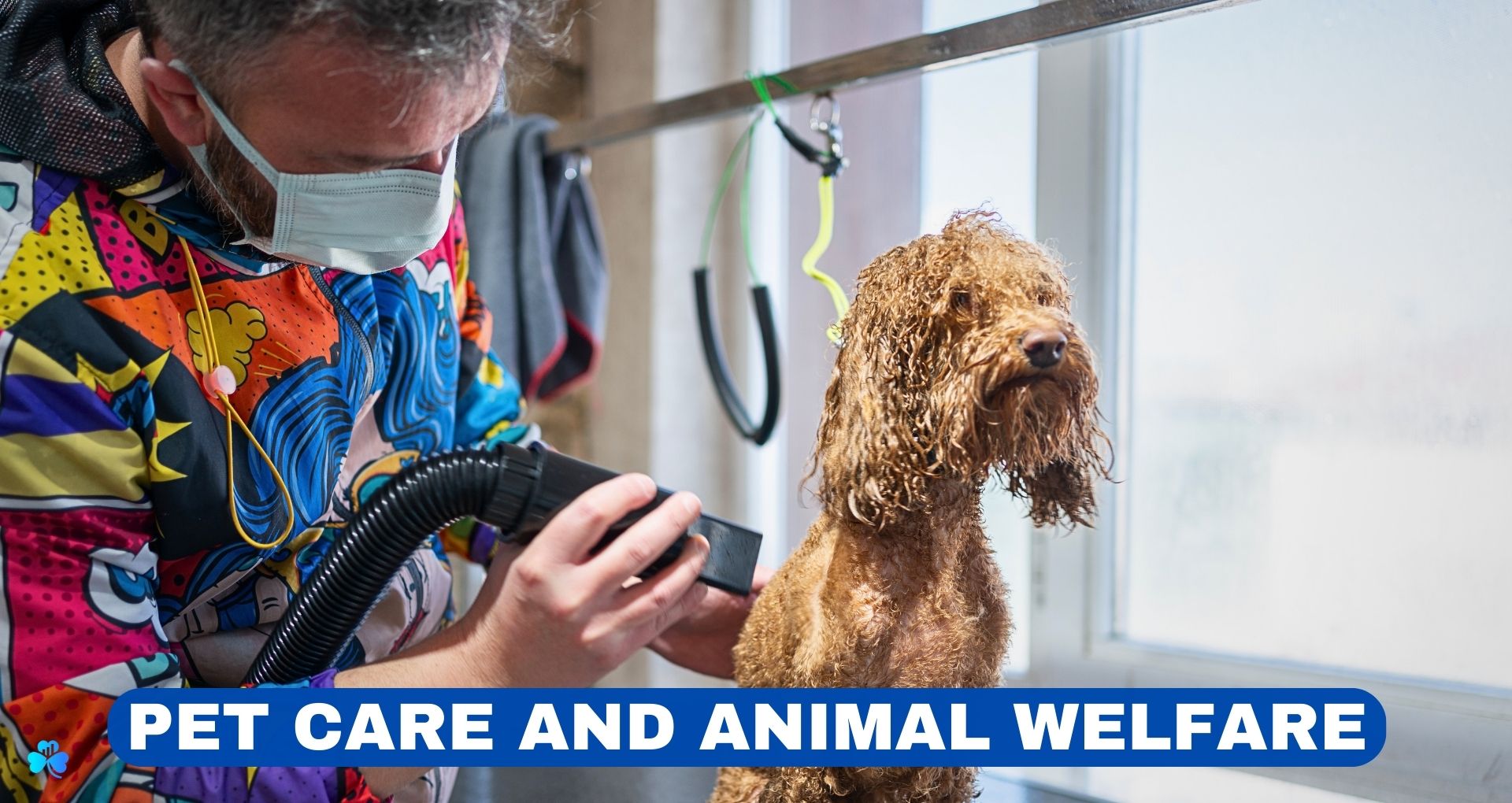 Pet care and animal welfare