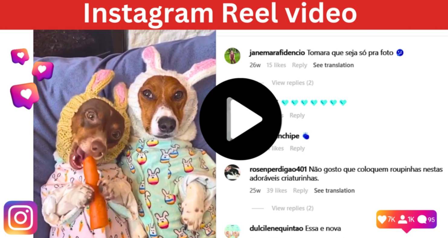Instagram funny dog reel